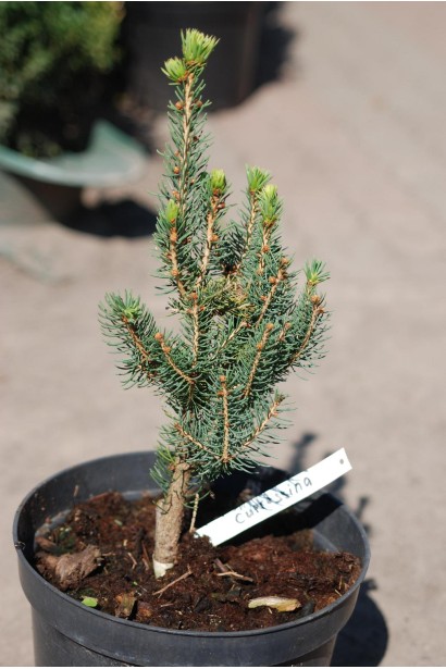 Ялина звичайна Купрессіна саджанець в горщику